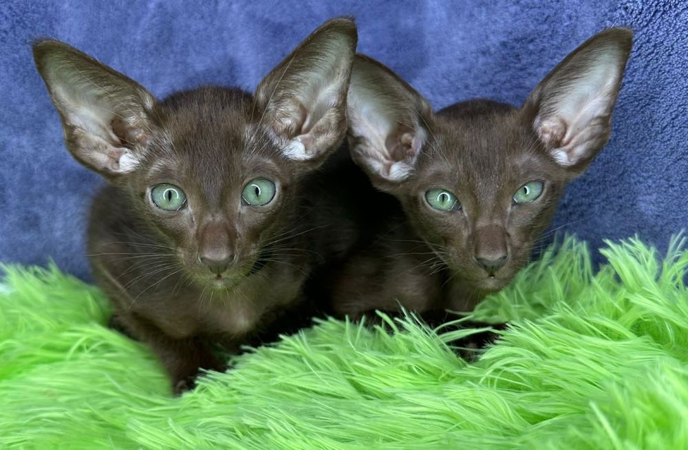 Продажа Ориенталов