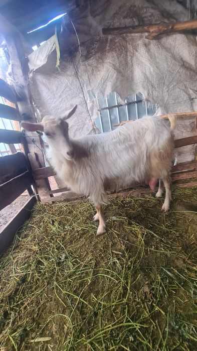 Disponibile 2 capre