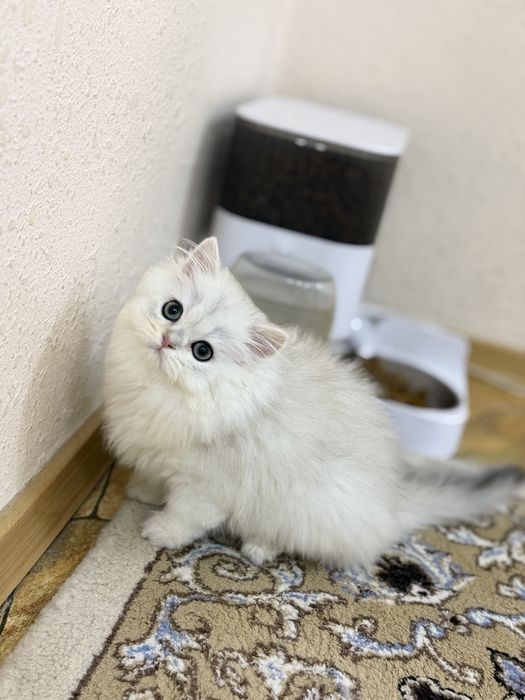 Shinshilla og'il bola 3oyli oxirgi narxi oylab korib tel qilila i