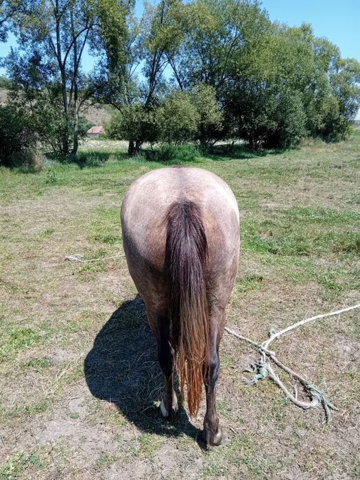 Mânza tânără de vânzare  sat Boian