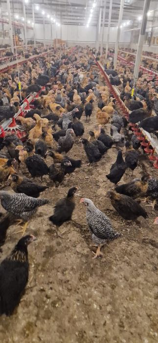 Oferin spre vânzare pui rasa mixta cu toate vecinele la zi