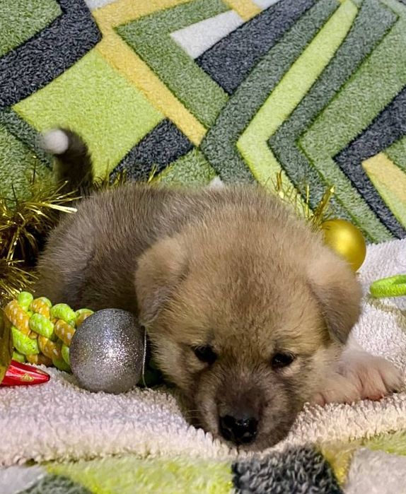 Японская Акита-Ину