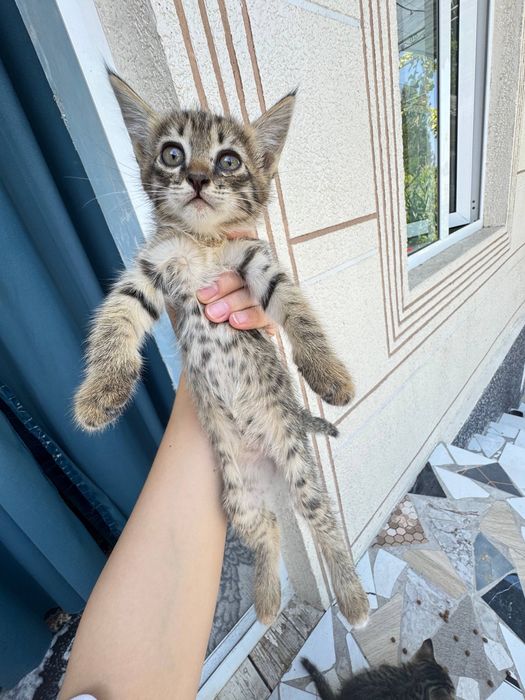 Отдам котят в хорошие руки.