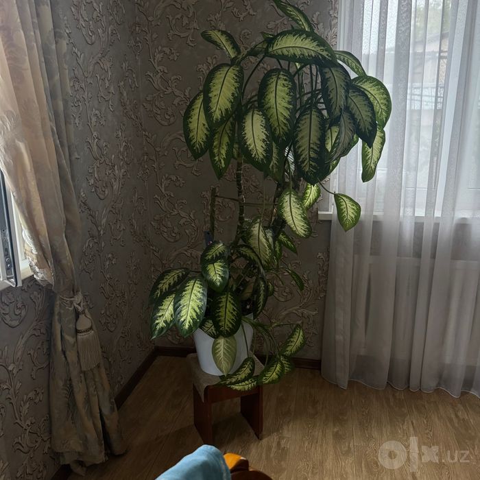 Комнатное/офисное растение  Диффенбахия