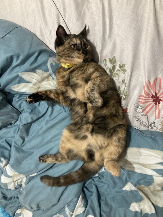 Котенок 7 месяцев