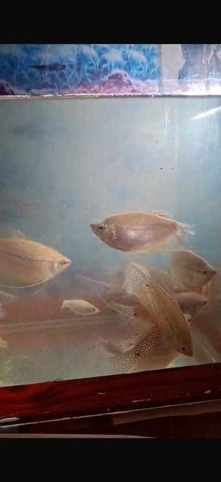 Аквариумные рыбки
