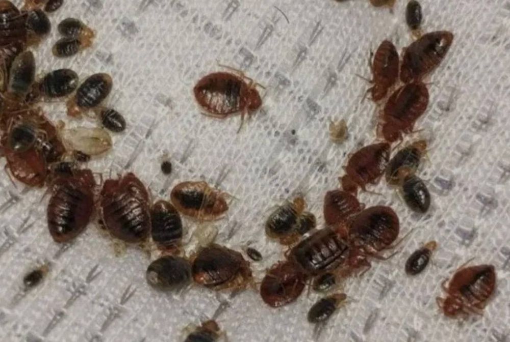 Дезинфексия 24\7 Навоий