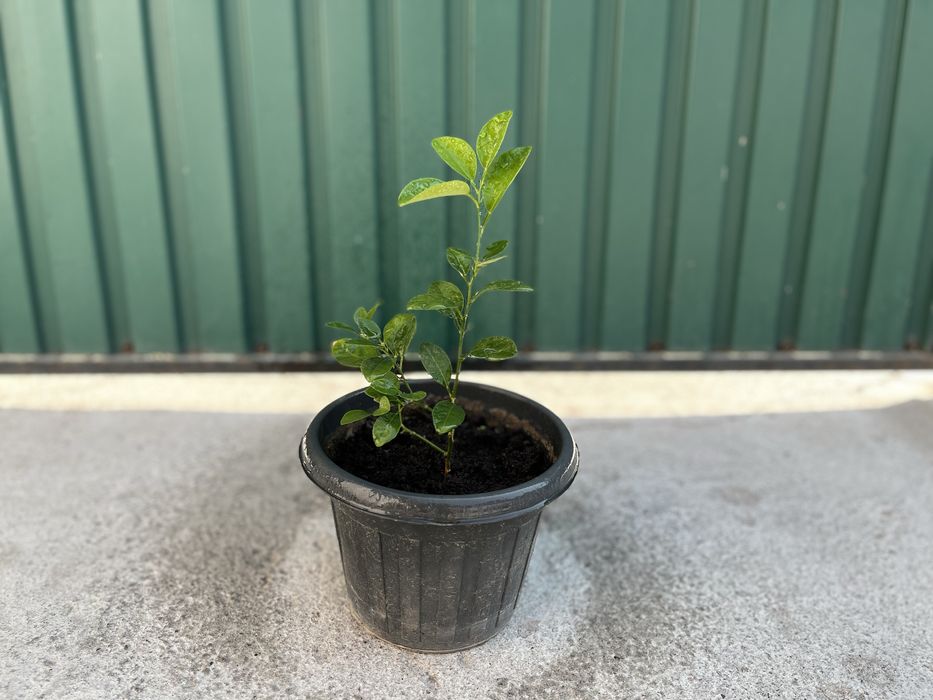 Продаем лимоны и мандарины