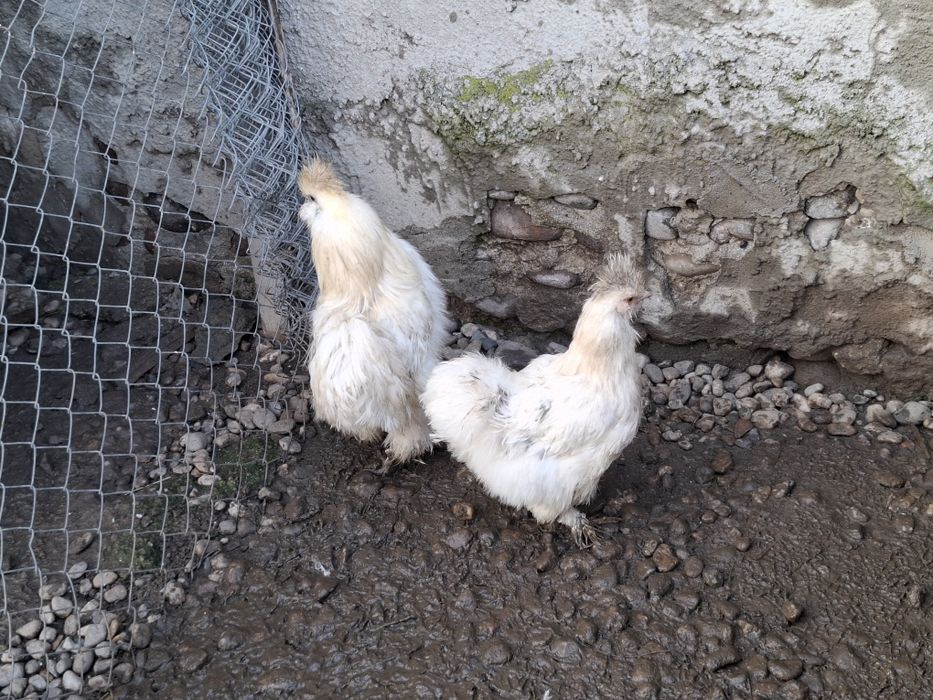 Gaini matase japoneza