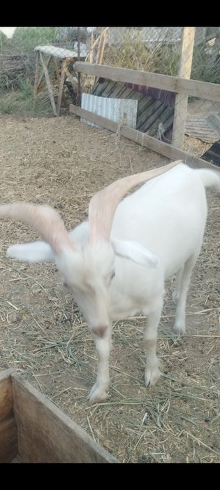 Теке сатылады 55мыңға