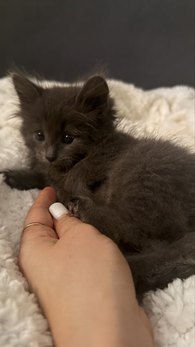 Отдам котят в добрые руки