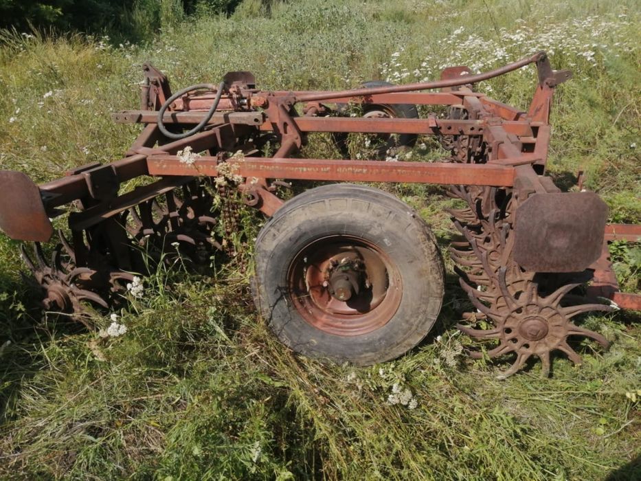 Баранная игольчатая
