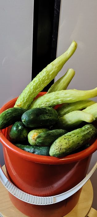 Продам домашние огурцы