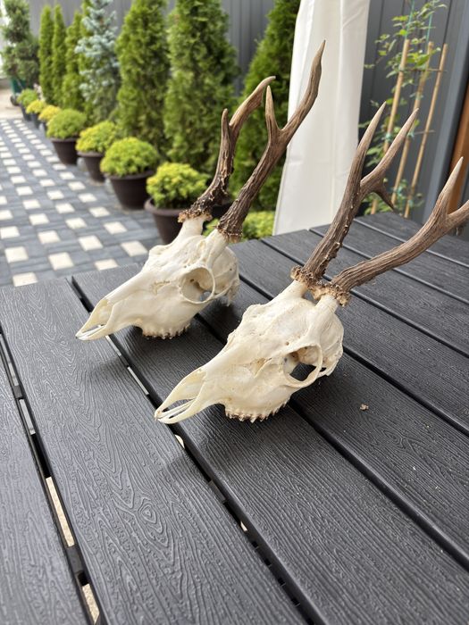 Trofeu caprior complet