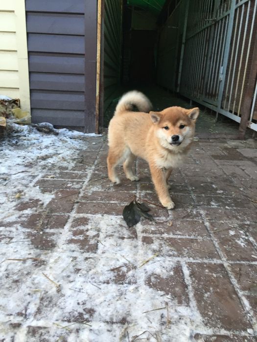 японские сибы на продажу