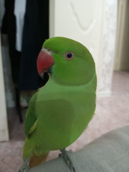 Продам ожерелового попугая