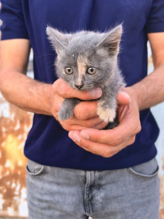 Отдам котят в добрую семью
