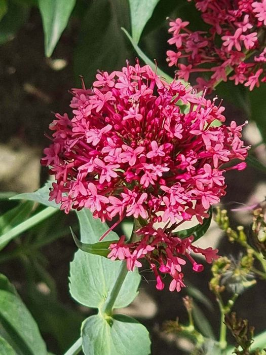 Цветя , луковици и разсад- многогодишни и  студоустойчиви