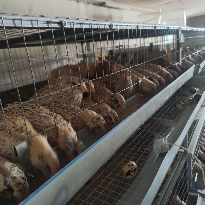 Клетка для перепелок