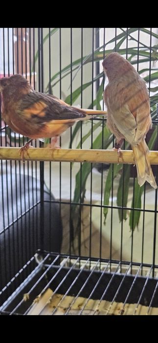 Канарейка нарлар.