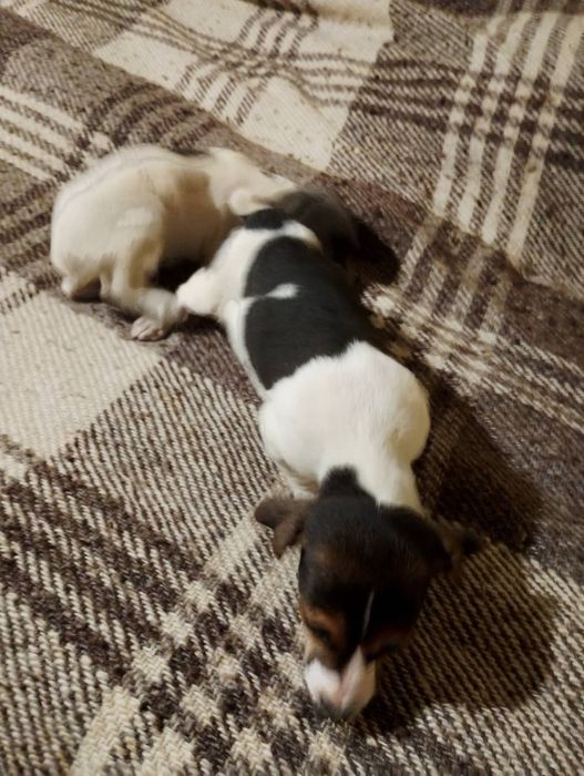 Джак ръсел териер