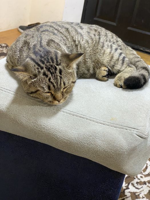 Британский шиншилла жуда акилли мушук