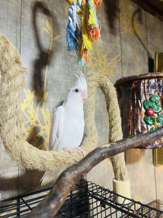 Karella ( Дубайский ) Ручной