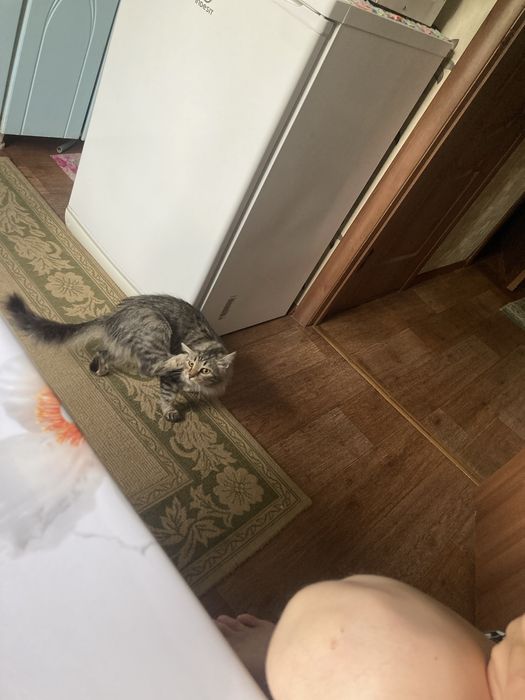Котята Майкун бронь