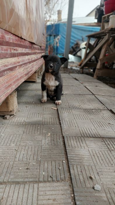Отдам щенков в хорошие руки