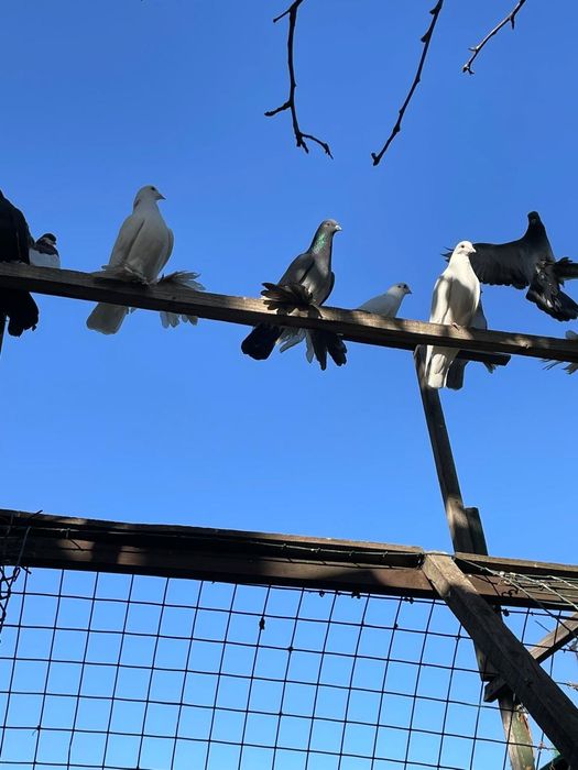 Голуби с лохмами
