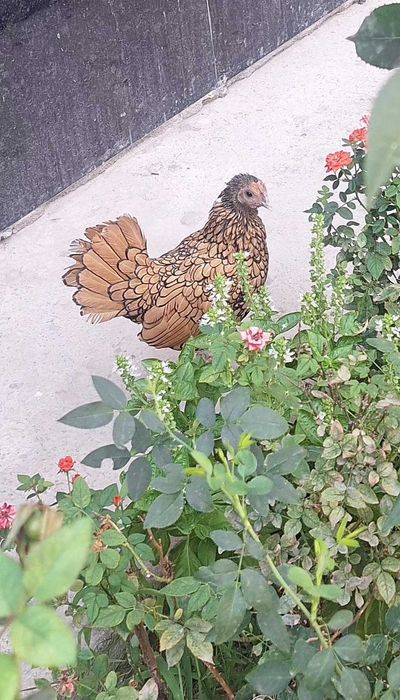 Sibrayt kurk tovuq bitta jo'jasi bilan sotiladi