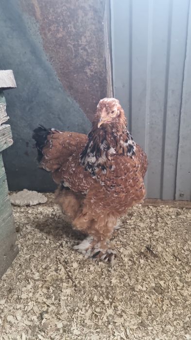 Vand brahma portelan