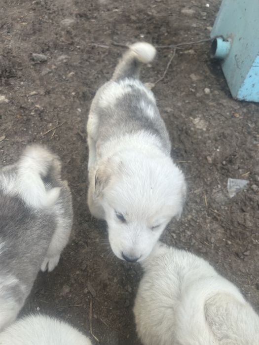 Продавам Кученца (Алабай)