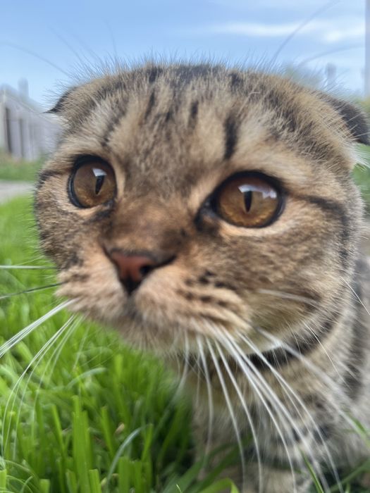 Отдам бесплатно кошку