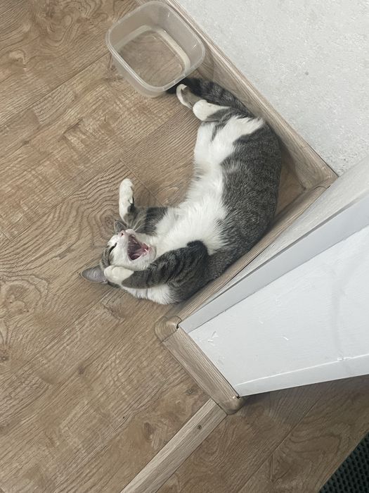 Отдаем кошечку в добрые руки