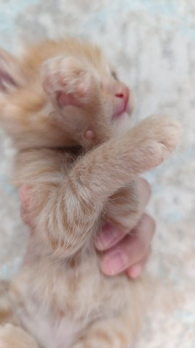 Котята крсавивые