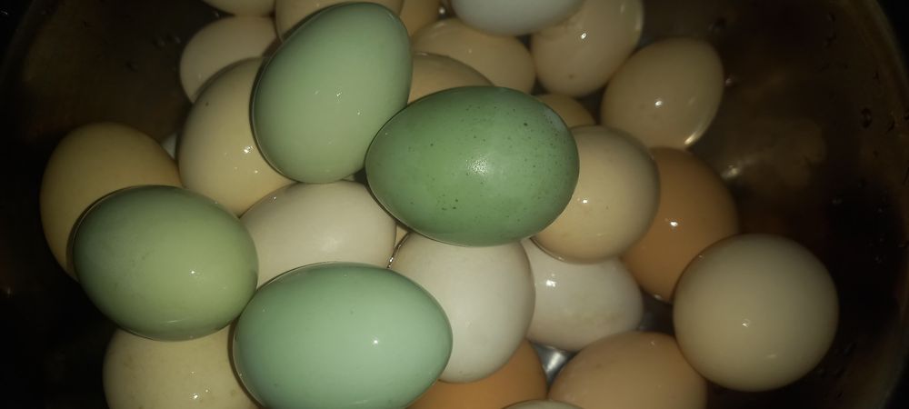 Uxiela tovuq va xo'rozlari sotiladi, tuxumi jo'ja chiqarish uchun