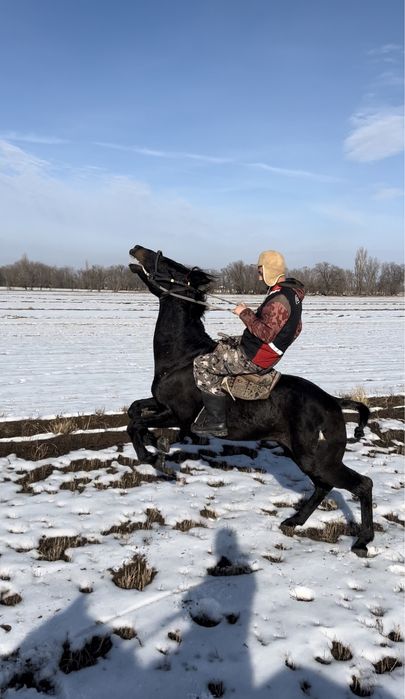 Айгыр Жеребец 7 Жасар