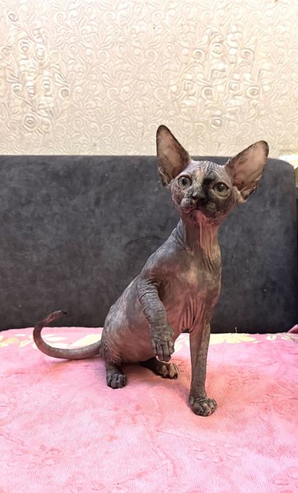 Скидки на майские праздники Девочка красавица канадский бомбино лонг