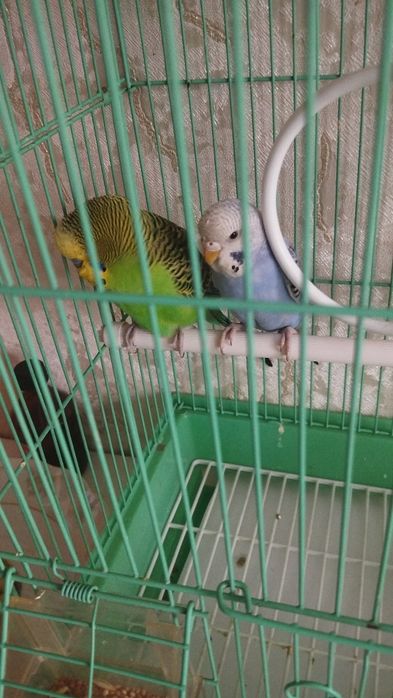 Попугай, парочка.