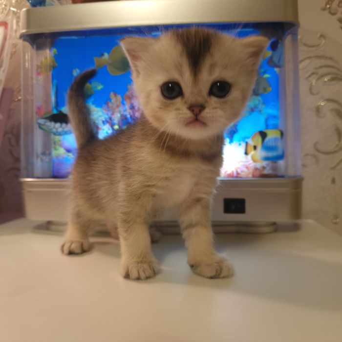 Продаются котятам