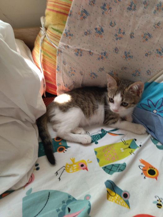 Подарявам красиви котета