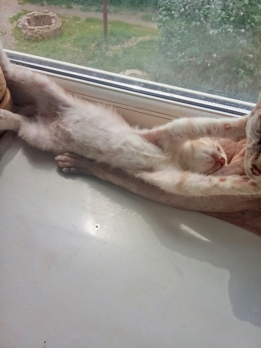 Отдам котенка бесплатно