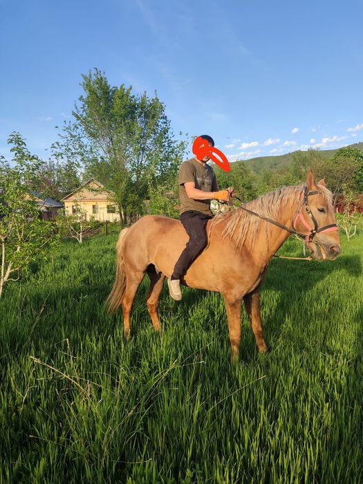Продам коня в хорошем состояние