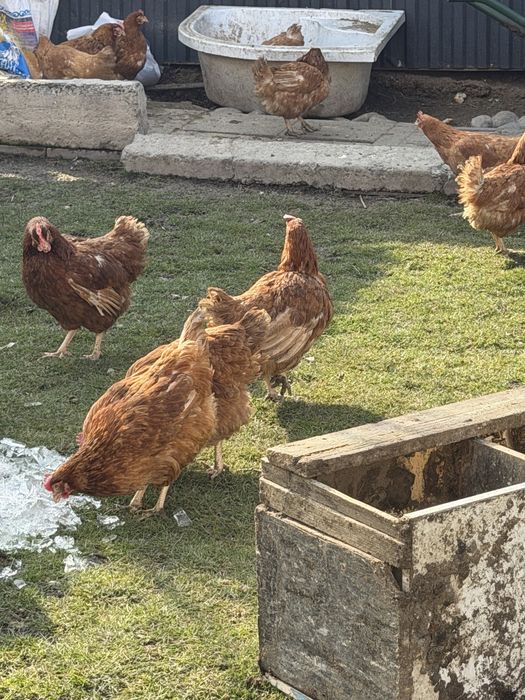 Куры обмен на петуха