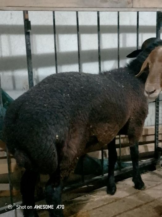 Quzi quchqorlar sotiladi