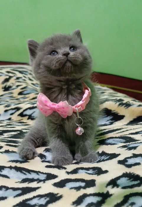 Готовятся к продаже шикарные породистые котята