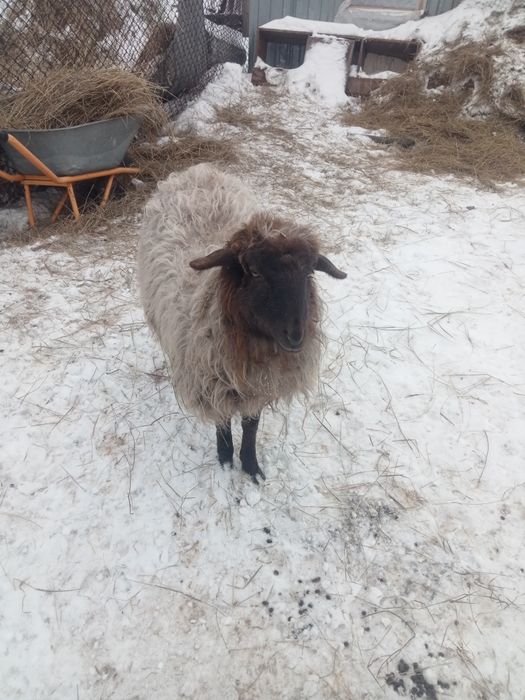 Ярка барашка рррпп