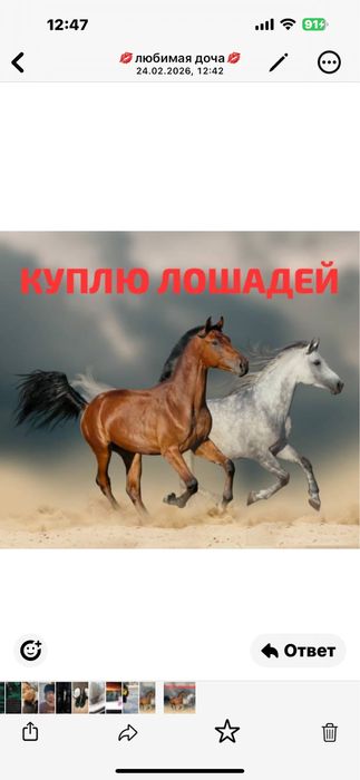 Лошади тайчики жерибята