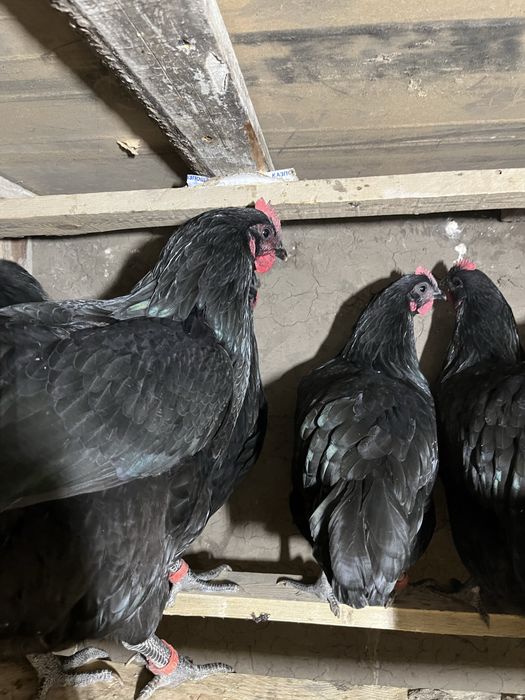 Австралорп инкуционный яйцо